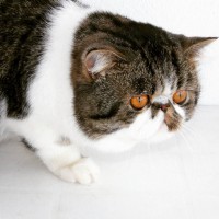 /album/fotogaleria-machos/whatsapp-image-2017-12-29-at-18-09-50-jpeg/